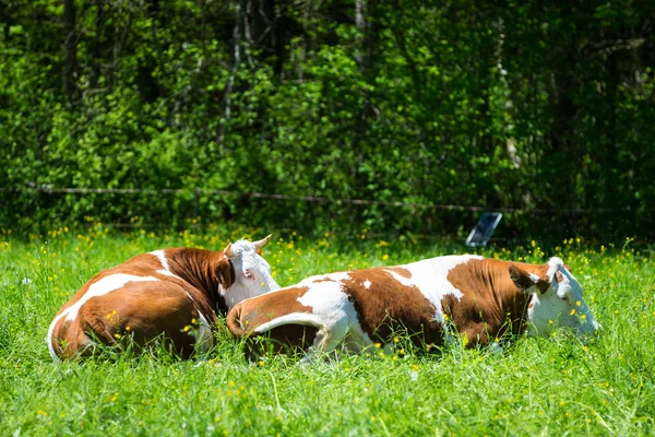 Deux vaches couchées dans l'herbe du pré — Photo