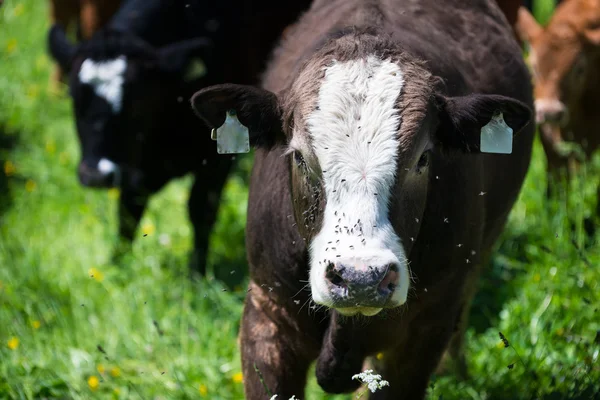 Vaca borwn escura com moscas em arround de voo no prado verde — Fotografia de Stock