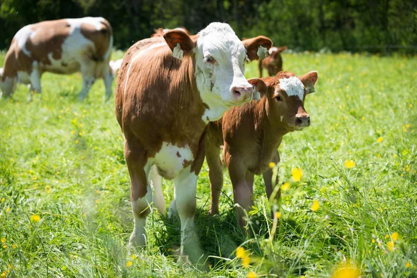 Mamãe e bebê vaca olhando ao lado da direita no prado verde — Fotografia de Stock