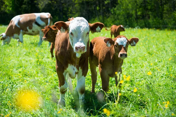 Maman et enfant vache regarder dans la caméra — Photo