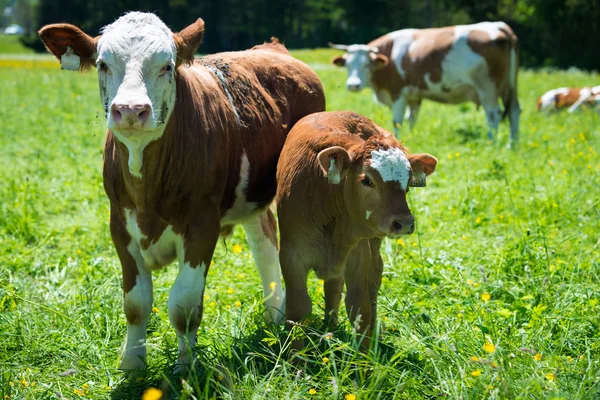 Portrait de la mère et du bébé vache debout dans la prairie verte — Photo