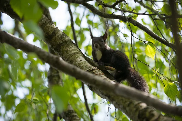 Nieuwsgierig bruin eekhoorn in ledematen van boom — Stockfoto