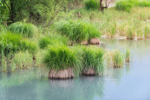 Grünes Sumpfgras aus dem Wasser in der Nähe des Sees — Stockfoto