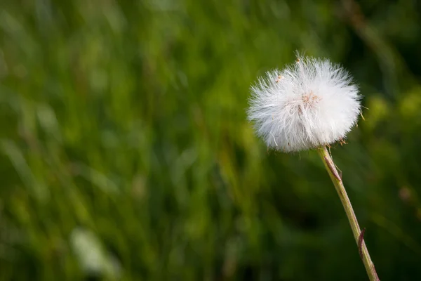 Blowball dandelion with green background — Stock Photo, Image