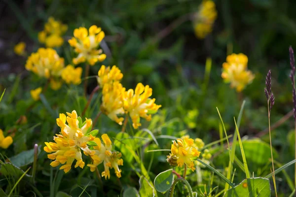 Anthyllis vulneraria kidney vetch in sun light — Stock Photo, Image