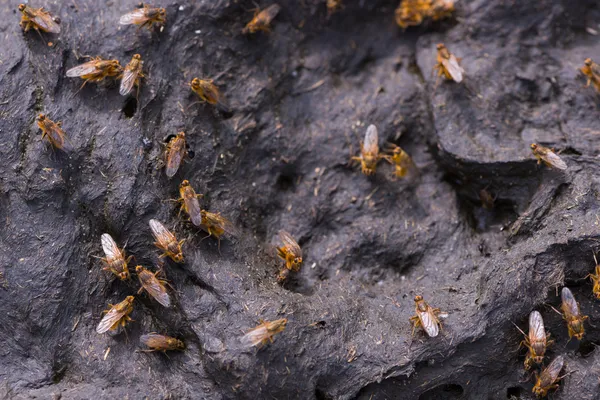 Several brown flies on dry cow dung — Stock Photo, Image