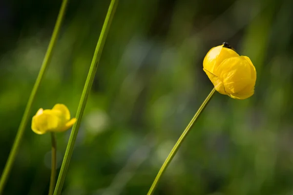 緑の背景でフライと globeflower — ストック写真