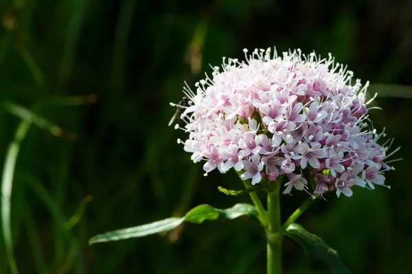 Mindere valerian alpine bloem — Stockfoto