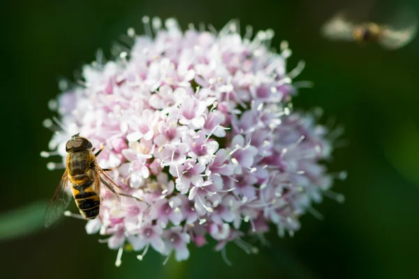 Abelha em menor flor de alpa valeriana — Fotografia de Stock