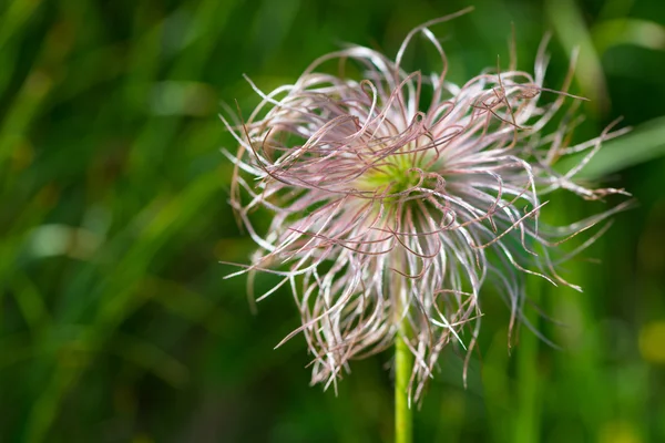 Кентаврийский цветок — стоковое фото