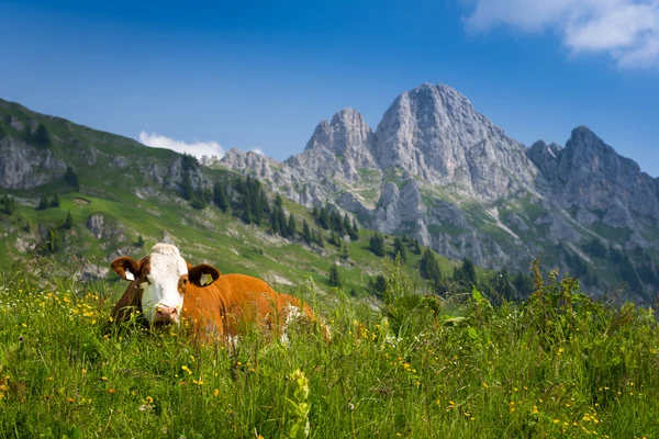 Vaca lechera marrón acostada en prado verde — Foto de Stock