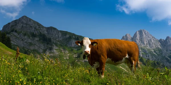 Vache brune debout dans la prairie — Photo