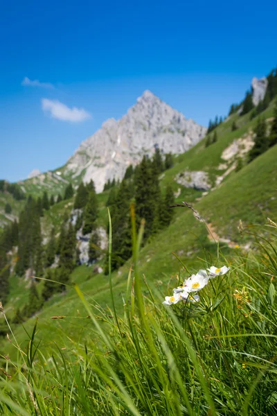 Fleurs blanches dans un pré de montagne escarpé — Photo