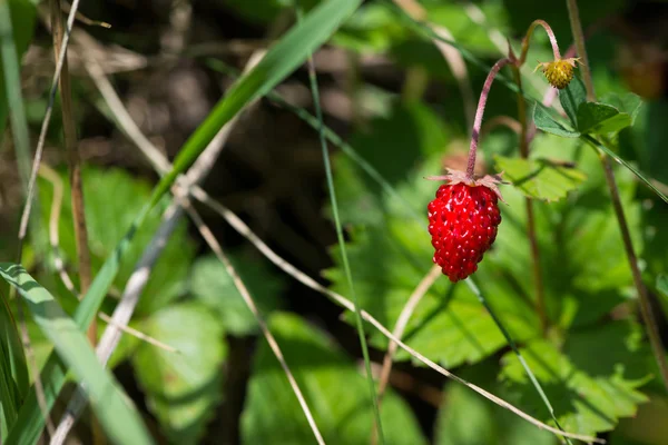 Fresa de bosque — Foto de Stock