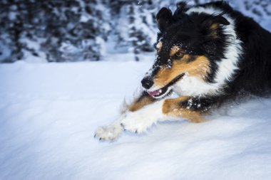 kenar kömür ocağı köpek çalışan kar sıkıntısından atlar