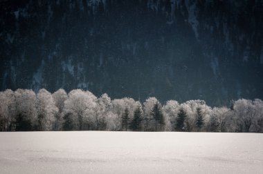 under kış önünde karlı ağaçların