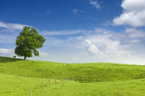 Grande tiglio, piccola capanna e recinzione in legno a collina verde con cielo blu in primavera — Foto Stock