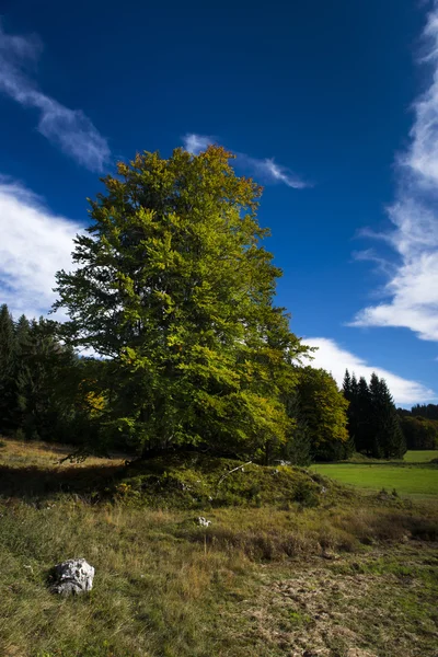 Idylliska färgglada träd i landskap på hösten med blå mulen himmel — Stockfoto