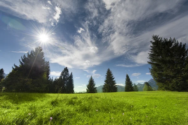 Several trees with mountain meadow clouds and sun beams at cloudy sky — Stock Photo, Image