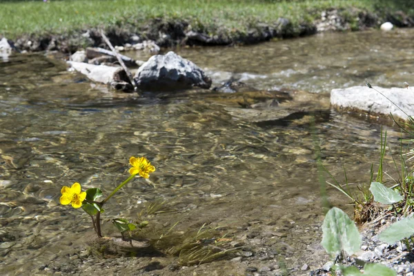 Gelbe Blume wächst im fließenden Fluss mit Wiese im Rücken — Stockfoto