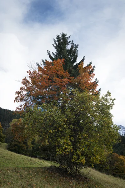 Árvore com três cores no prado no outono — Fotografia de Stock