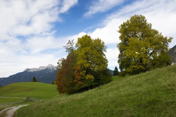 Dos árboles en otoño en la colina con prados, montañas y cielo nublado — Foto de Stock