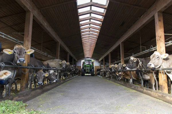 Tractor pasa granero para alimentar a varias vacas lecheras en la granja —  Fotos de Stock
