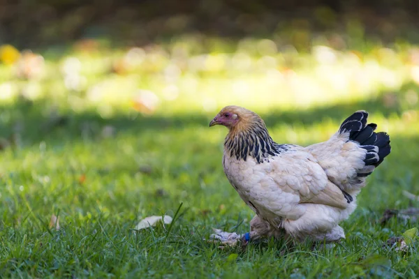 Nice hen walking over meadow at fall — Stock Photo, Image