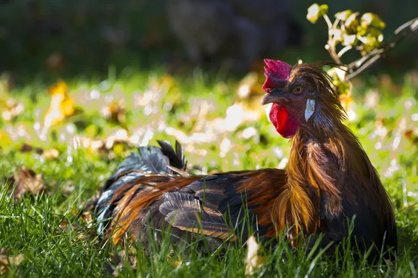 Brown majestic cock sitting in fall meadow with red crest — Stock Photo, Image