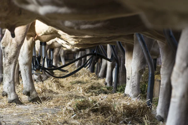 Ver a través de las piernas de varias vacas lecheras en el granero con la máquina de ordeño —  Fotos de Stock