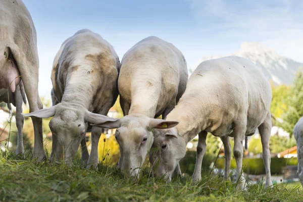Młody strzyżonej owce pasą się w trawa wzgórze z górą w tle — Zdjęcie stockowe
