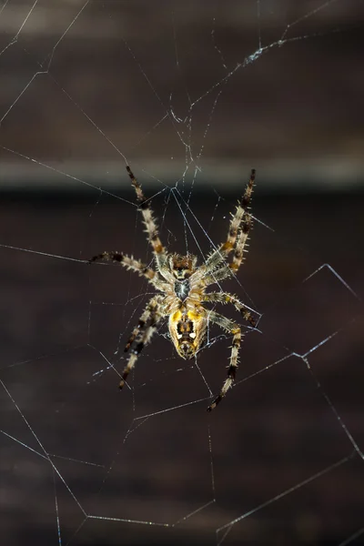 Spider looks into the camera while hanging in her net — Stock Photo, Image