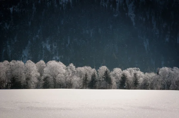 Snowy trees in front of winter filed — Stock Photo, Image