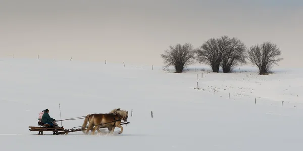 A két ló, egy idilli téli napon, a fák a hátsó kocsi drwan — Stock Fotó