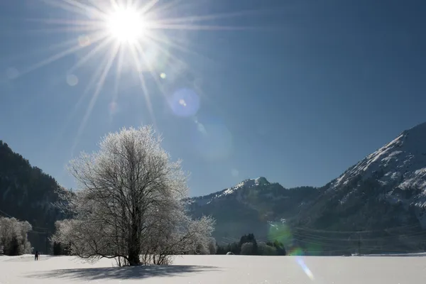 Maravilloso y soñador paisaje de invierno con mucha nieve, árboles, sol y cielo azul —  Fotos de Stock