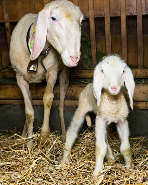 Mother and baby sheep standing in barn with straw — Stock Photo, Image