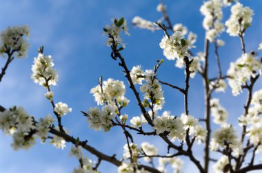 Bahar mavi gökyüzü ile kökleri üzerinde damson kütükler