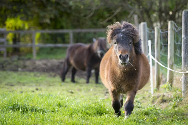 Två ponny man springer mot på färska gröna äng med staket — Stockfoto
