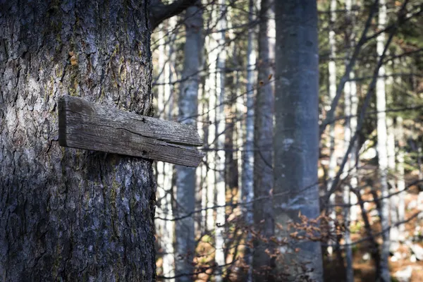 Gamla trä riktning tecken guider vägen kastade skogen i höst — Stockfoto