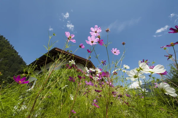 Upward look of purple and pink flowers with summer sky and roof of a house — Stock Photo, Image