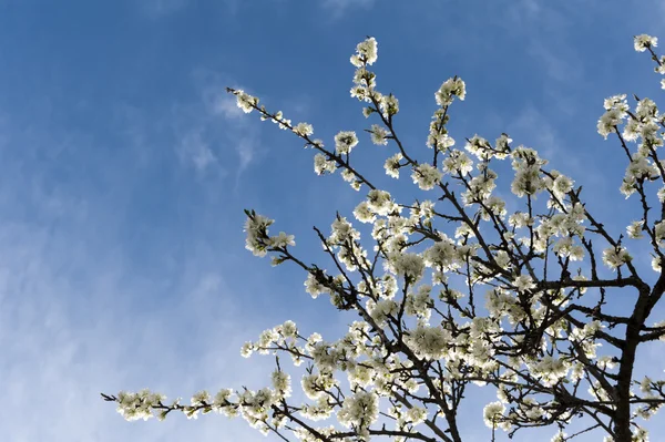 White blossoms on perch of the plum tree blooming at spring with blue cloudy sky — Stock Photo, Image