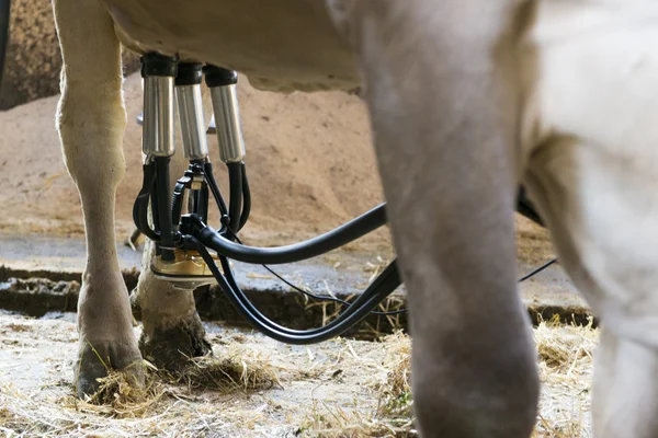 Kuh steht im Heu, während sie mit mechanischem Melker Milch abpumpt — Stockfoto