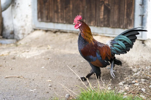 Majestic cock walking in front of wooden farm barn door — Stock Photo, Image