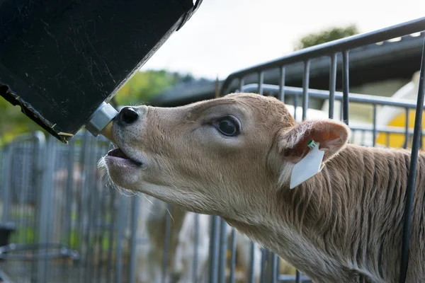 Joven linda vaca con cabeza a través de valla chupa en alimentación pezón —  Fotos de Stock