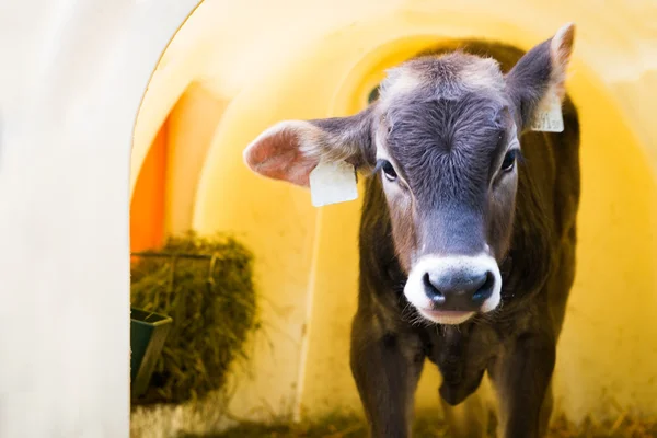 Jonge baby koe kijkt uit zijn plastic schuur met hooikrowa młody noworodek wygląda ze swej obory z tworzywa sztucznego z siana — Zdjęcie stockowe