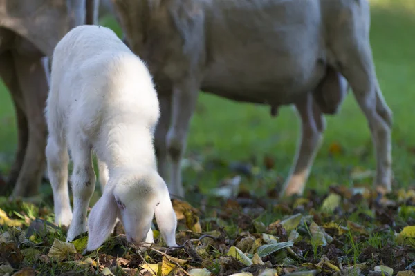 Small young white lamb graze at fall meadow — Stock Photo, Image