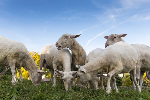 Una manada de ovejas hojea y come hierba fresca con cielo azul —  Fotos de Stock