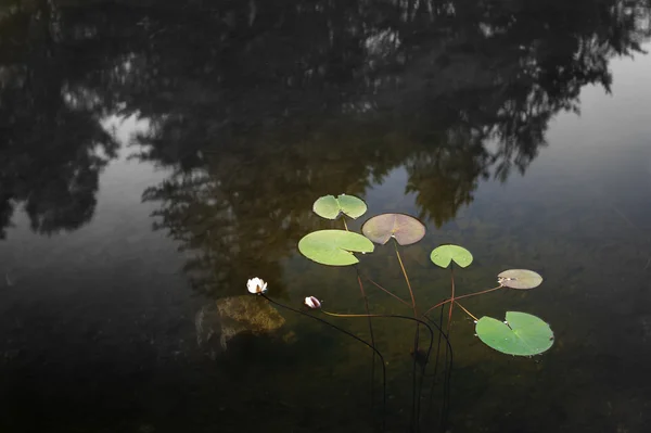 Mehrere grüne Seerosenblätter auf einer stillen Wasseroberfläche — Stockfoto