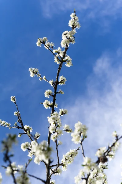 White blossoms on perch of the plum tree blooming at spring with blue cloudy sky — Stock Photo, Image