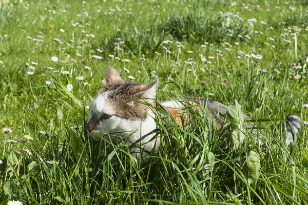 Young cat hides between high fresh green grass and lot of spirng flowers — Stock Photo, Image